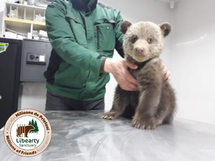 Foto: AMP Libearty - Bear Sanctuary