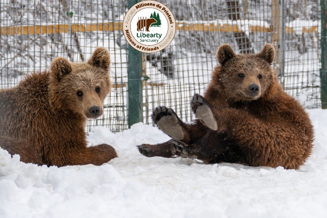 Foto: AMP Libearty - Bear Sanctuary