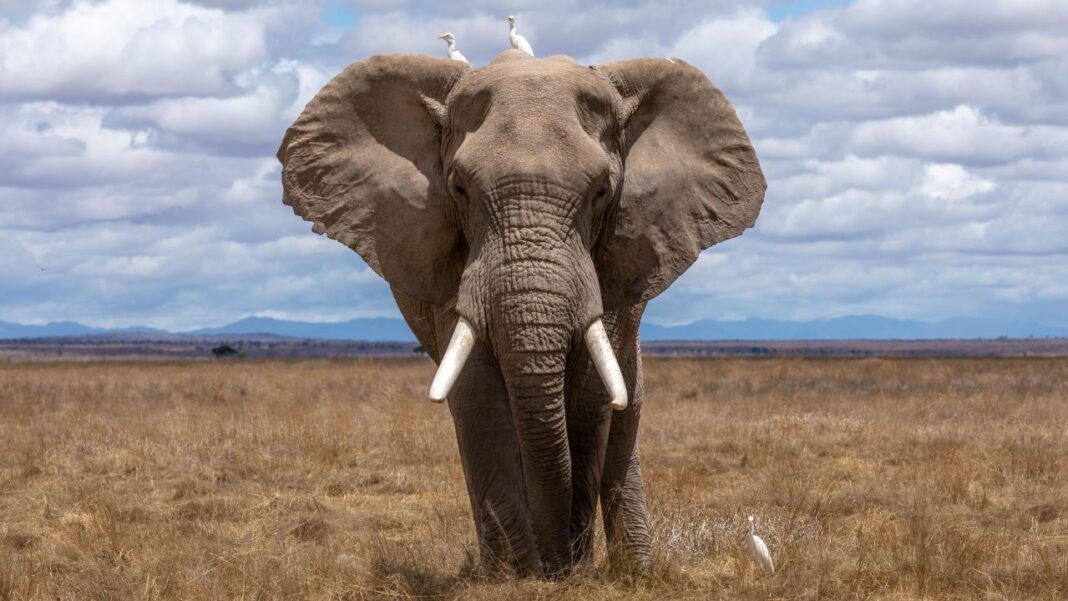 Botswana, Africa, vânătoare de elefanți