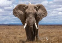 Știai că elefanții se pot recunoaște într-o oglindă? Botswana, Africa, vânătoare de elefanți