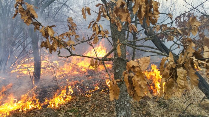 Foto: WWF România