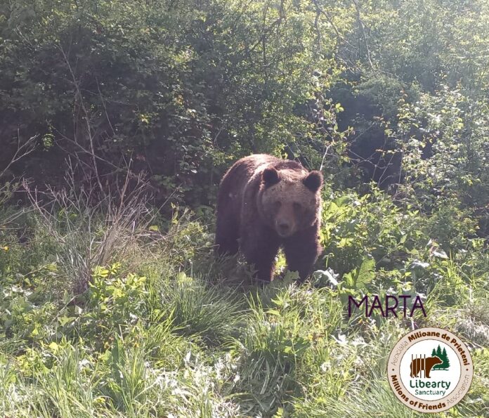 Foto: AMP Libearty - Bear Sanctuary