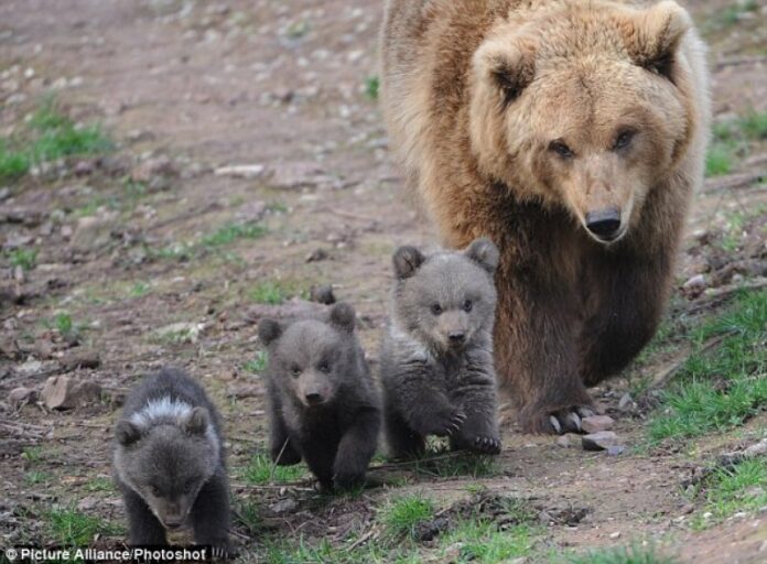 Foto: Alliance Photoshot