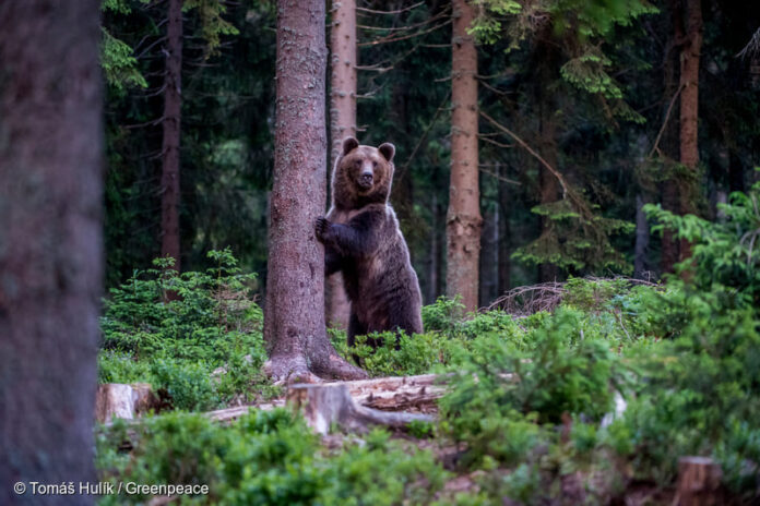 Foto: Greenpeace Romania