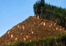 Pădurile României în datele Copernicus: ce arată sateliții despre pierderi și regenerare Foto: USR Bihor