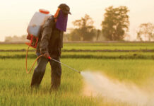 Pesticide interzise în UE, vândute legal în România ca „uz fitosanitar”