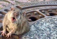 Știai că șobolanii scot sunete asemănătoare râsului când sunt gâdilați? Foto: Radio Eco Natura