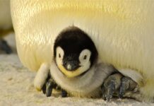 Gripa aviară la pinguini ajunge pe Phillip Island: primul caz mortal, peste 5.000 de păsări intră la vaccinare Gripa aviară la pinguini: Australia începe vaccinarea - Foto Pixabay