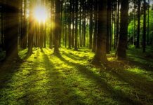 Reorganizarea Romsilva: 3.000, 5.000 și 7.000 de hectare devin praguri pentru ocoalele silvice Pădure