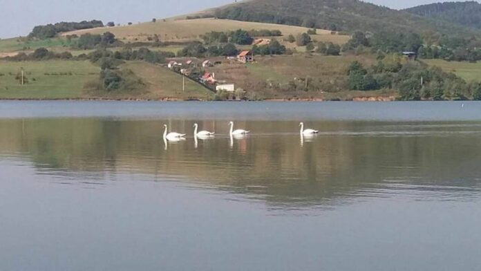 Lacul Moasca