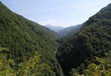 Pădurile lumii nu mai absorb carbonul pe care îl promit