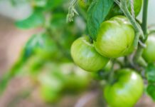 Bio pe etichetă, convențional în câmp: cât costă să fii verde în România și de ce micii fermieri renunță