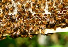 Declinul albinelor lovește și România: UE cere oprirea lui, dar statul aprobă pesticide interzise