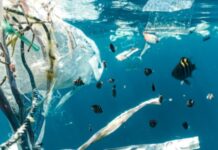 Poluarea cu plastic schimbă felul în care ecosistemele marine reacționează la furtuni