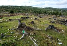 Pădurile României cresc pe hârtie. WWF cere să vedem și ce se ascunde în cifre