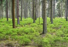 Știai că unele păduri europene încep să își piardă rolul de „puț de carbon”? Padure verde - Foto Pixabay - Anja