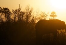 Indonezia și rezervația de elefanți: un nou scandal în piața carbonului