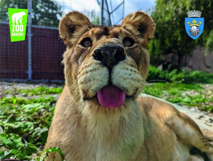 Foto: Facebook/Grădina Zoologică Brașov