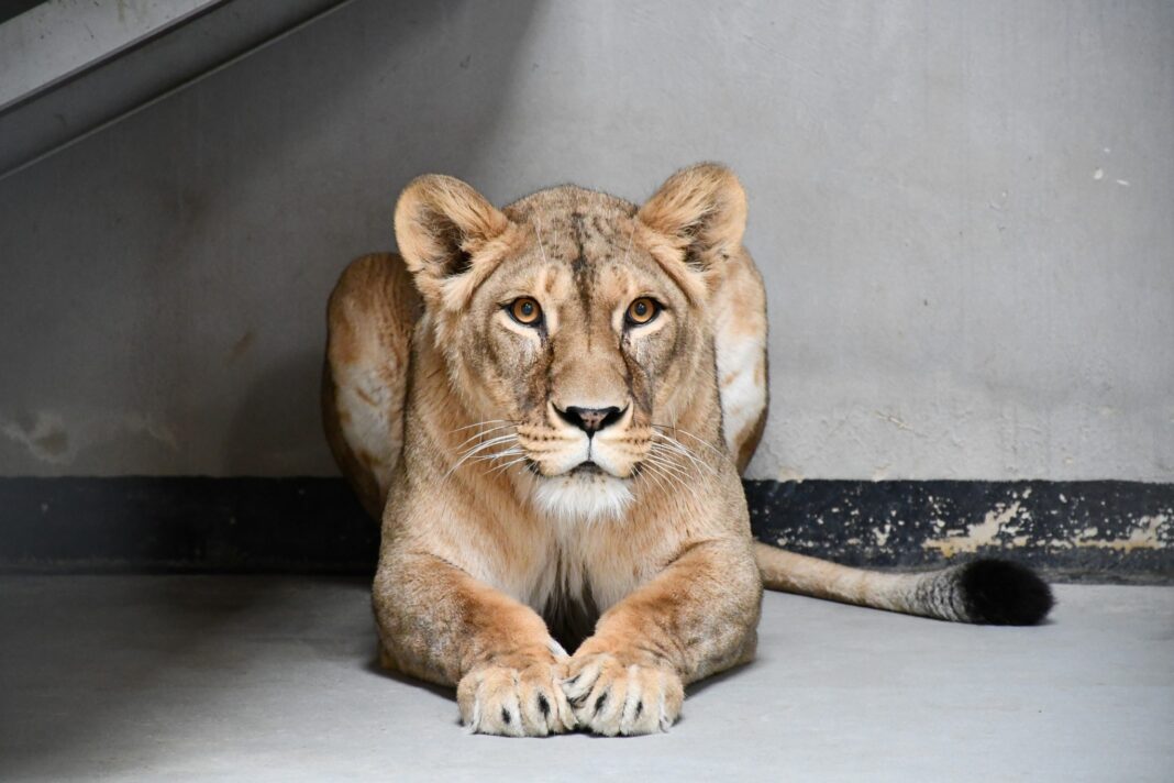 Sursa foto: Facebook - Zoo Poznań