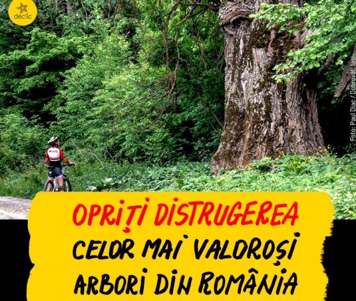 Foto: Facebook/Declic Foto: Facebook/Declic