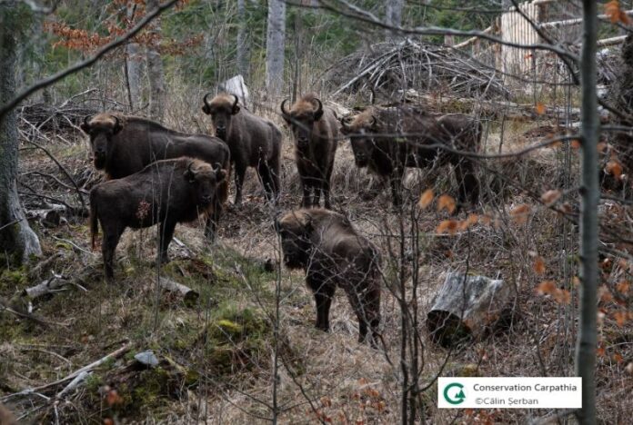 Sursă foto: Fundația Conservation Carpathia