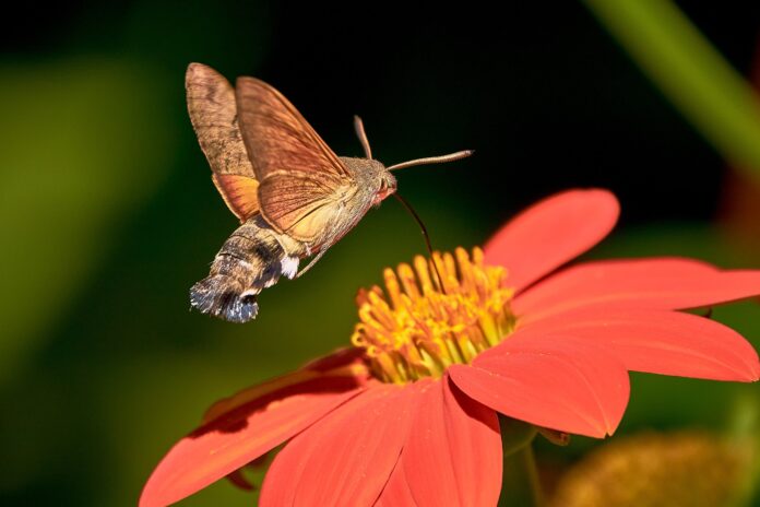 Sursă foto: Pixabay