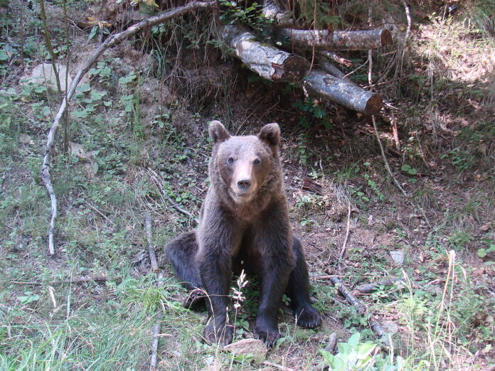 Sursă foto: Facebook/Federaţia Coaliţia Natura 2000