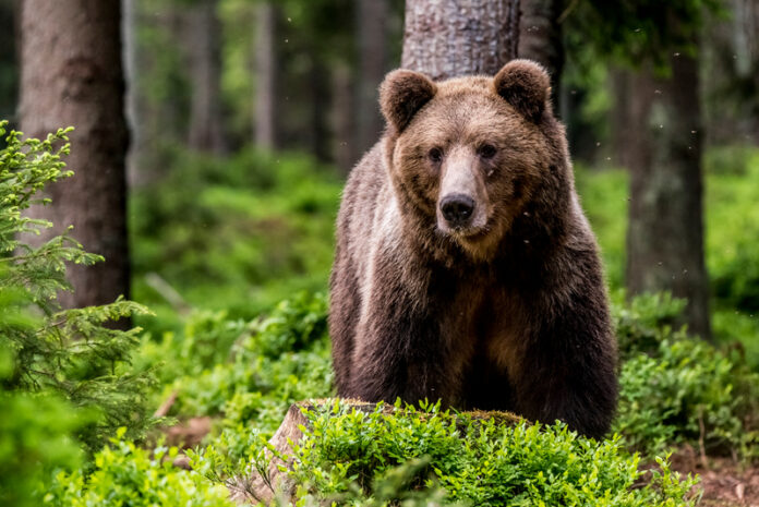 Foto: Facebook/Greenpeace România