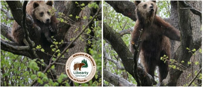 Foto: Facebook/AMP Libearty - Bear Sanctuary