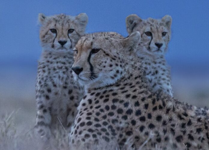 Foto: Facebook/Cheetah Conservation Fund/Brahmanand Kori