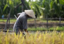 Clima mută agricultura spre nord: lecția Chinei pentru România, grânarul vulnerabil al Europei