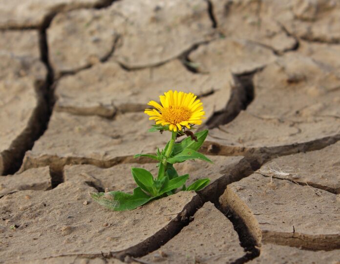 Sursă foto: Pixabay