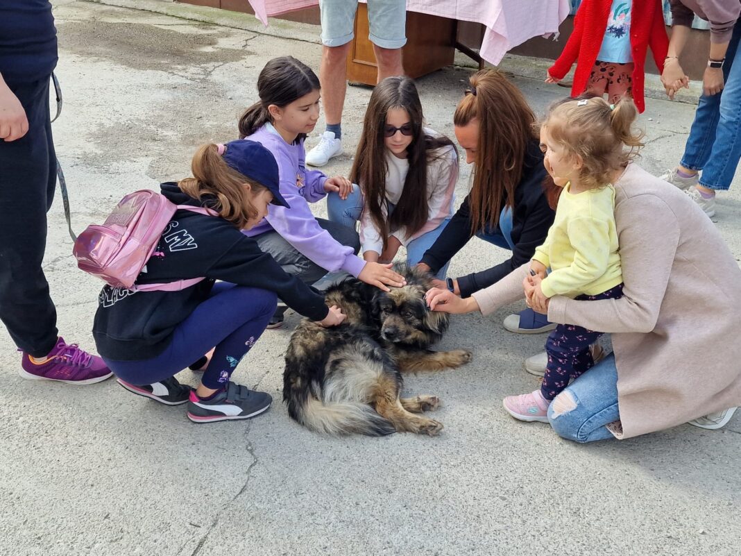 Foto: Facebook/Adăpostul Public Stupini - Serviciul Gestionarea câinilor fără stăpân