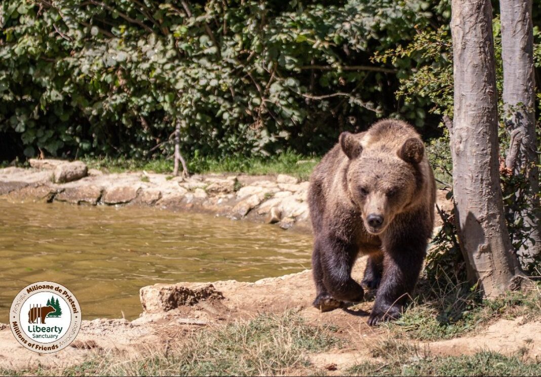 Foto: Facebook/AMP Libearty - Bear Sanctuary