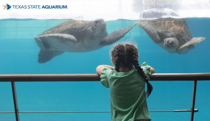 Foto: Facebook/Texas State Aquarium