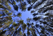 De ce pădurile plantate nu pot înlocui pădurile naturale