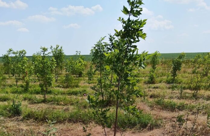 Foto: Facebook/Pădurea Copiilor