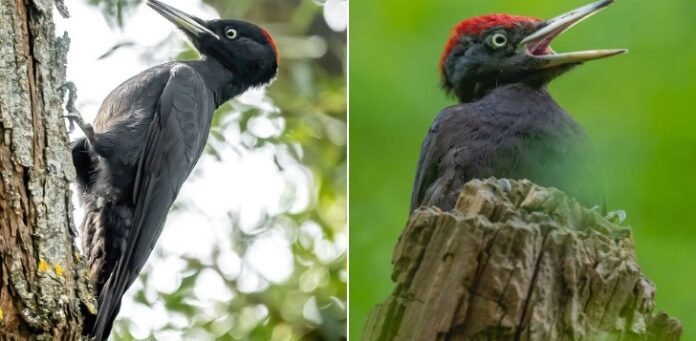 Foto credit: Nicolae Sain/Facebook/WWF România