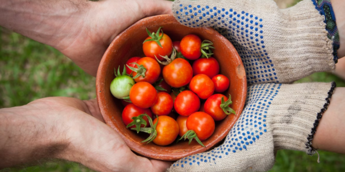 agricultura ecologica fermieri buzau