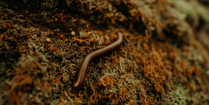 vierme de 46000 de ani