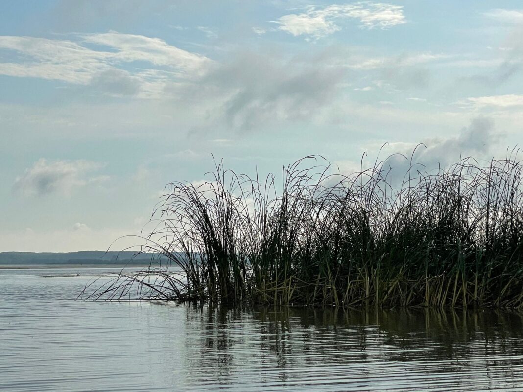 Sursă foto: Facebook/WWF România