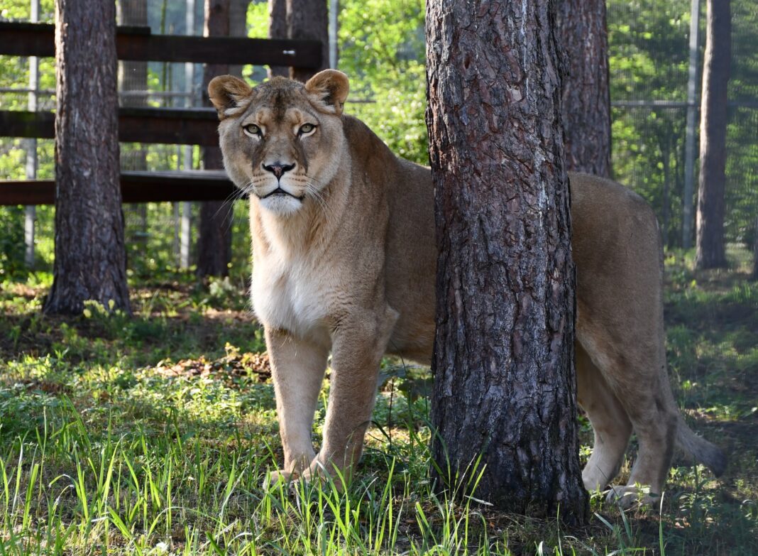 Foto: Facebook/Zoo Poznań Official Site