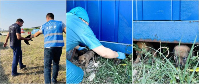 Foto: Facebook/ASPA București Foto: Facebook/ASPA București