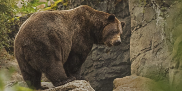 dovada ca gardurile electrice functioneaza