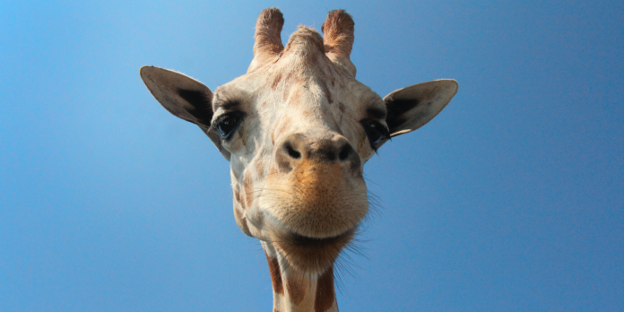 girafa fara pete unica in lume