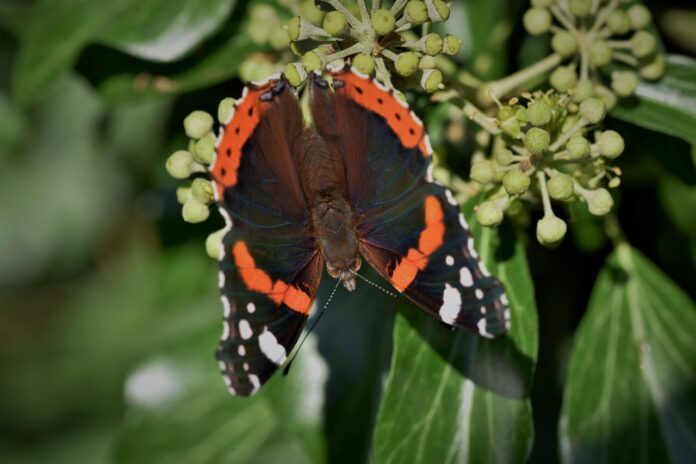 Sursă foto: Pixabay