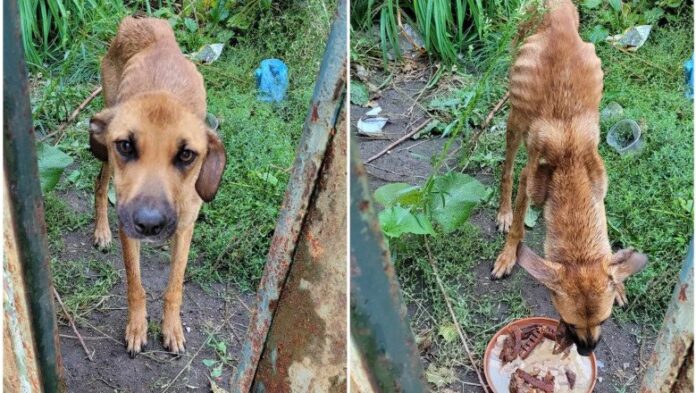 Captură video/Facebook