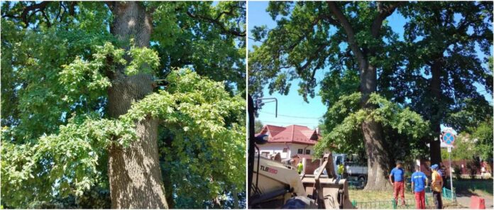 Sursă foto: Agent Green