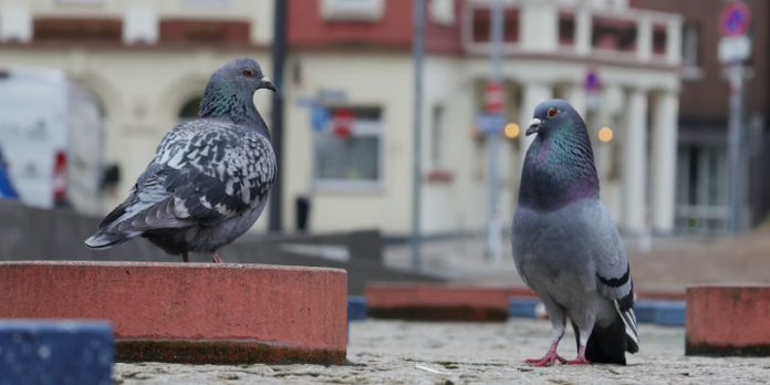 pasari orase ochi mici