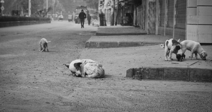 Sursă foto: Pixabay